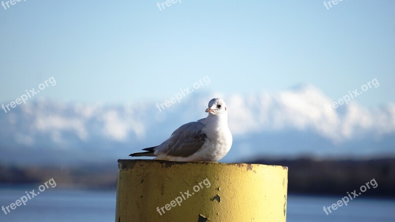 Seagull Lake Constance Port Rest Alpine