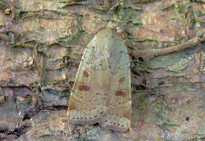 Moth Lesser-yellow-underwing Wings Pattern Insect