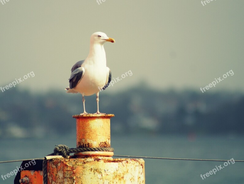 Seagull Bollard Water Coast Sea