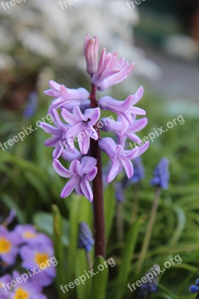 Hyacinth Hyacinth Pink Spring Nature Fragrant