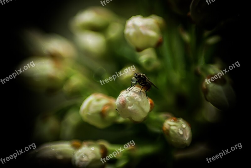 Fly Drop Plants Nature Insect