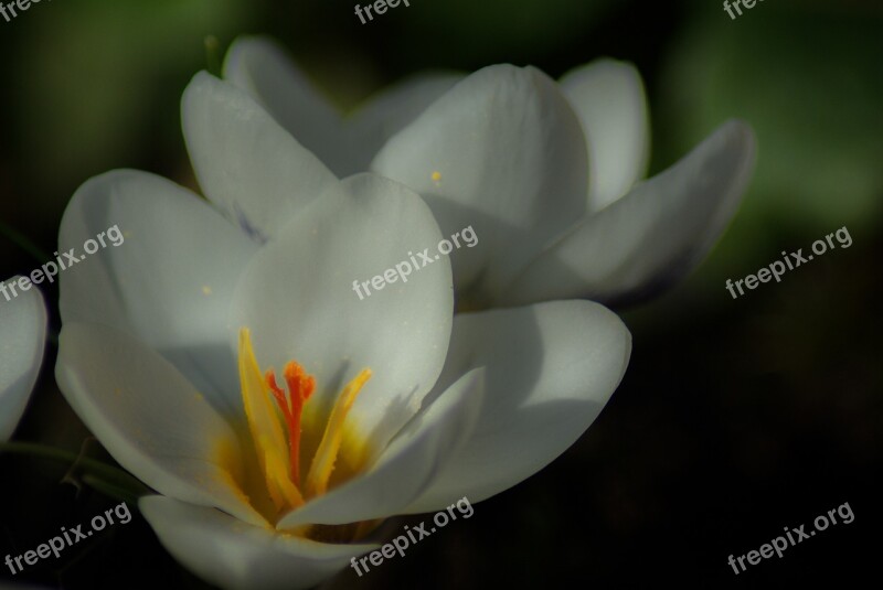 Crocus Plants Flower Macro Spring