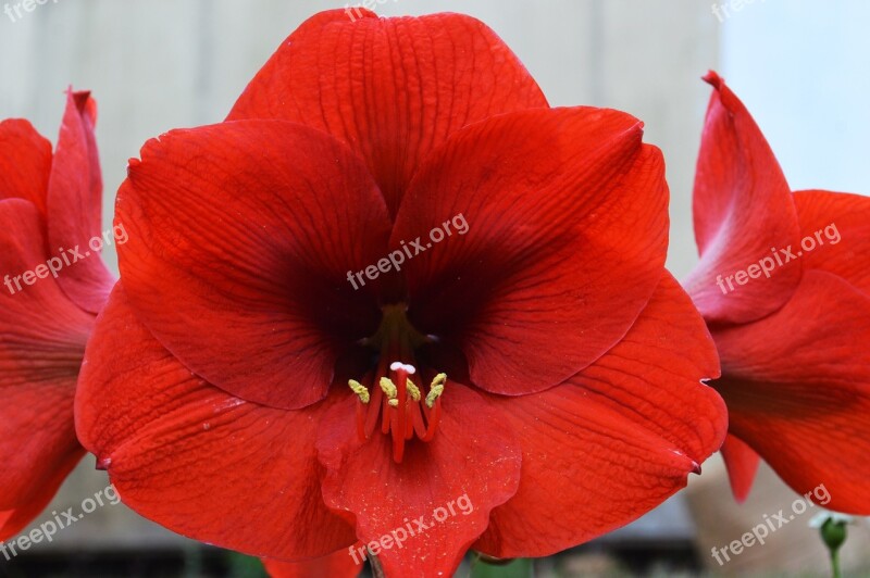 Red Flower Lily Red Plant Flora