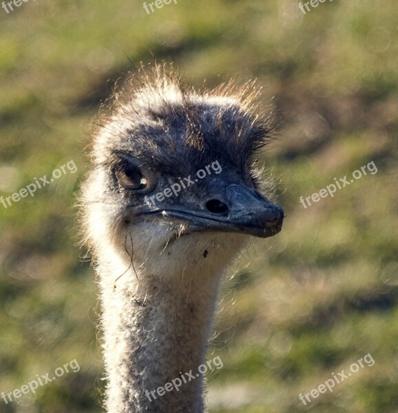 Bouquet Bird Animal Animal World Nature