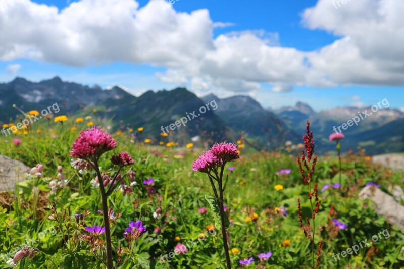 Alpine Flowers Austria Lech Bloom Alpine