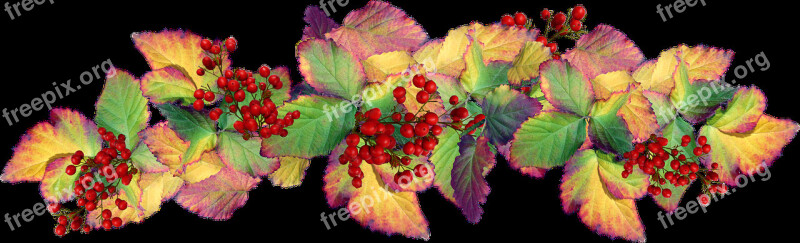 Leaves Autumn Berries Garden Nature