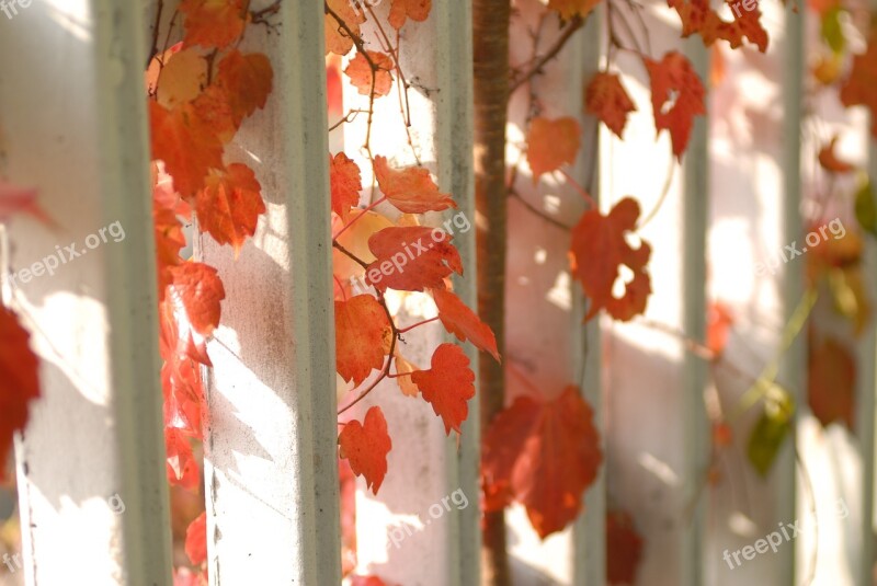 Plants Nature Wall Ivy The Leaves