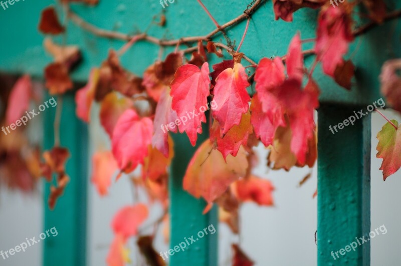 Plants Nature Wall Ivy The Leaves