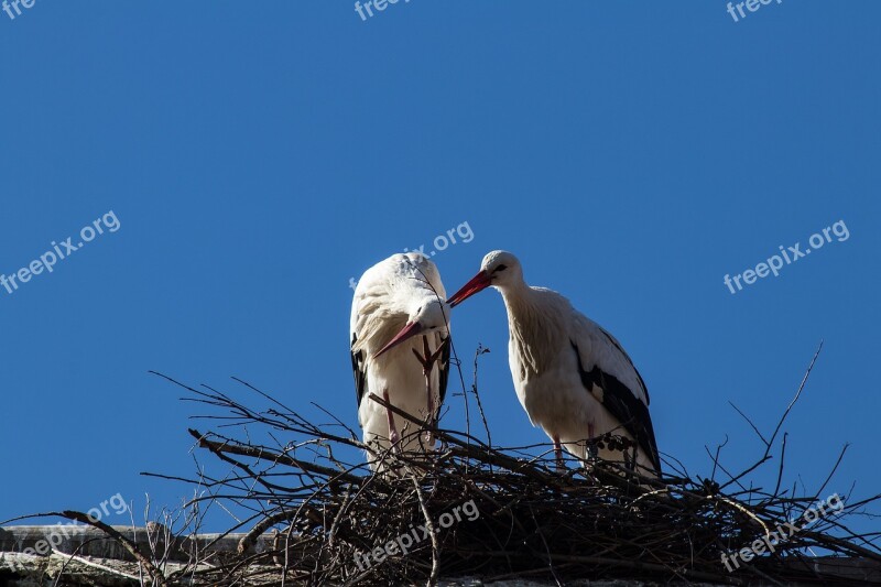 Stork Storks Bird Birds Animal