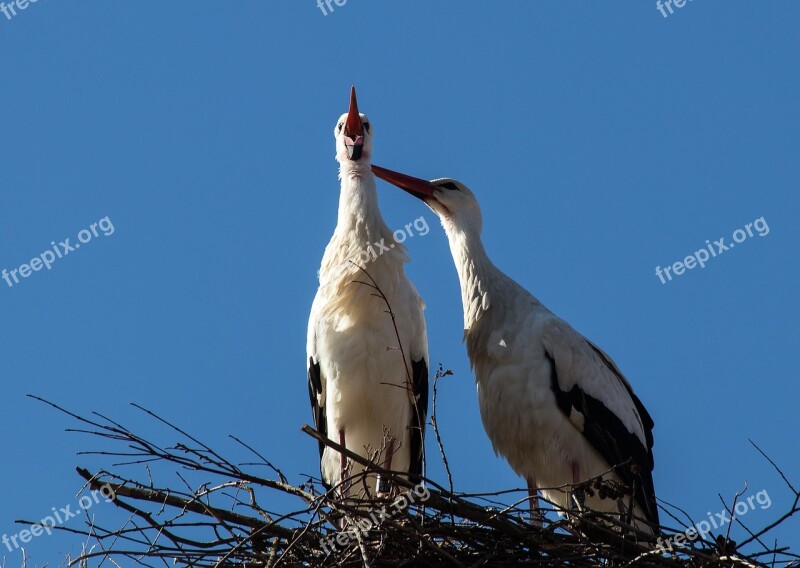 Stork Storks Bird Birds Animal