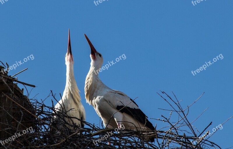 Stork Storks Bird Birds Animal