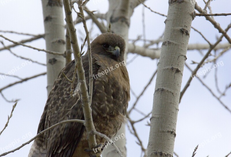 Red Tail Hawk Tree Free Photos