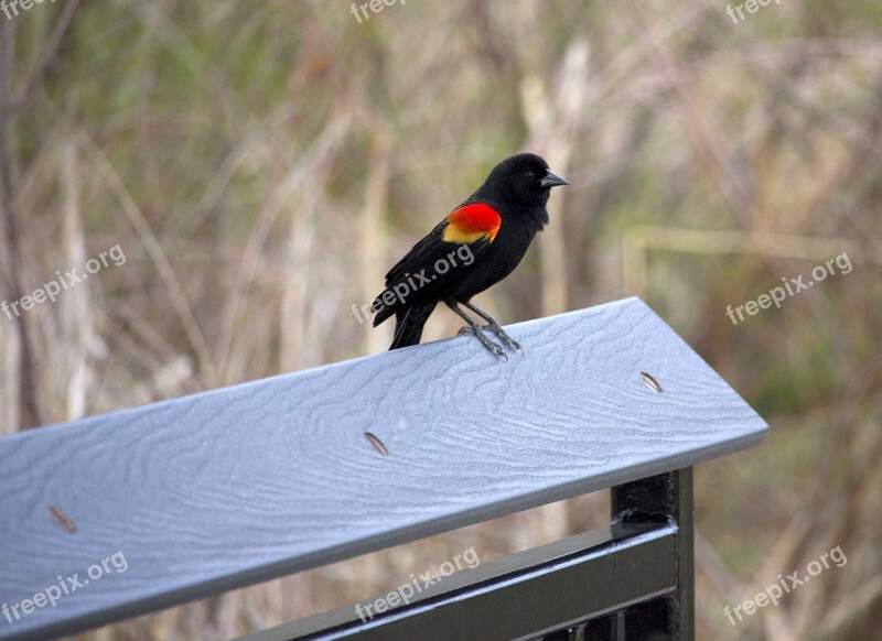 Redwing Blackbird Fence Bird Black