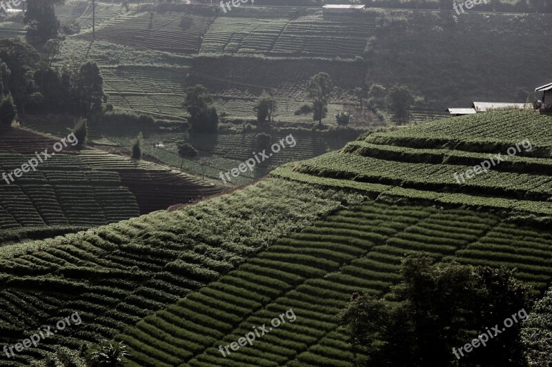 Landscape Nature Tree Pa Mountains