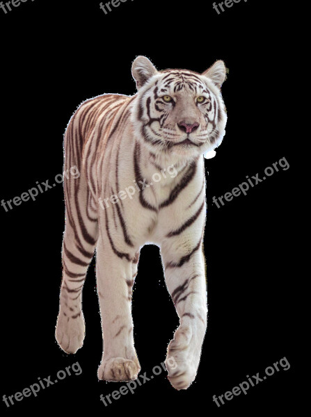 Tiger Big Cat White Wildcat Attention