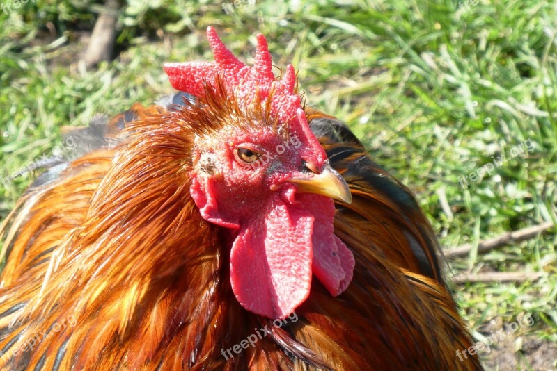 Chicken Feathers Comb Poultry Animal