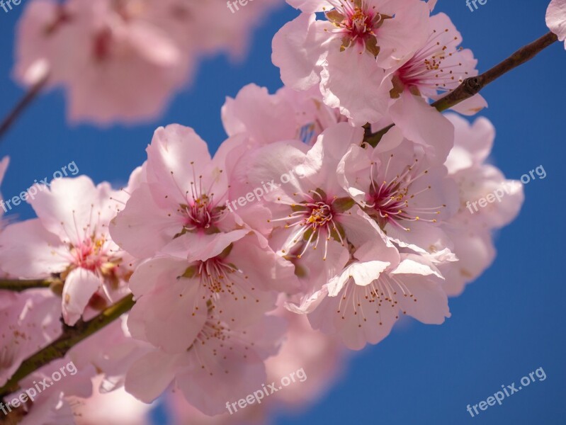 Cherry Blossom Flowering Twig Spring Flowers Bloom