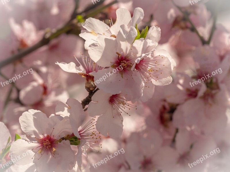 Cherry Blossom Flowers Flowering Twig Blossom Spring Awakening