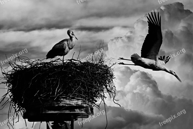 Stork Bird Animal Nest Flight