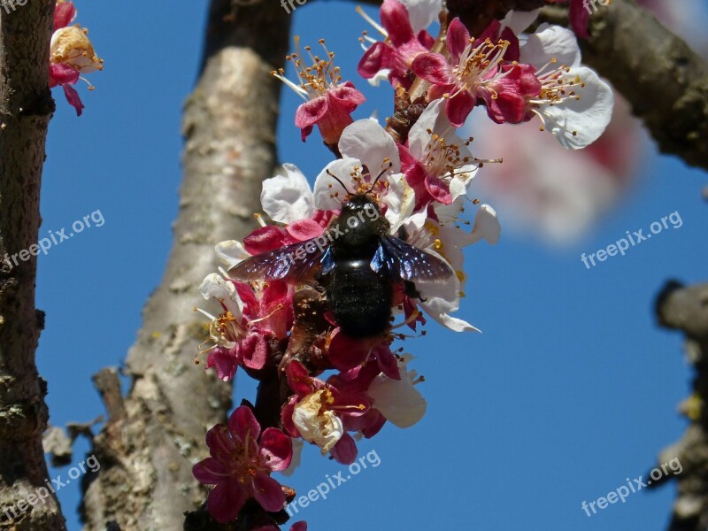 Almond Tree Flower Drone Drone Black Libar