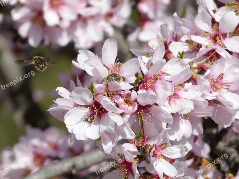 Almond Tree Flower Bee Libar Flowering