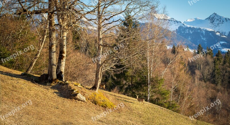 Nature Spring Roe Deer Meadow Trees