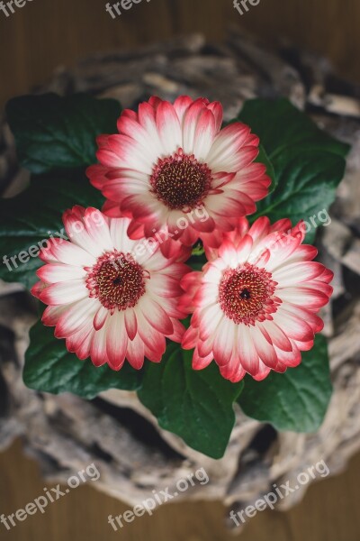 Flowers Gerbera Spring Flowers Plant Pink