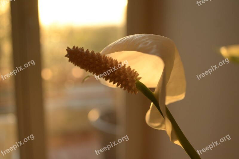 Flower Orange Petal Yellow Petals