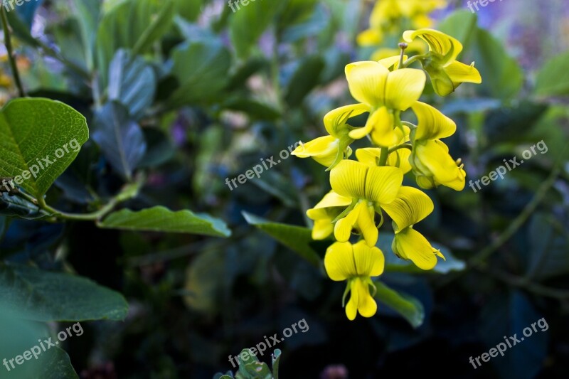 Yellow Flower Flower Wild Flower Free Photos