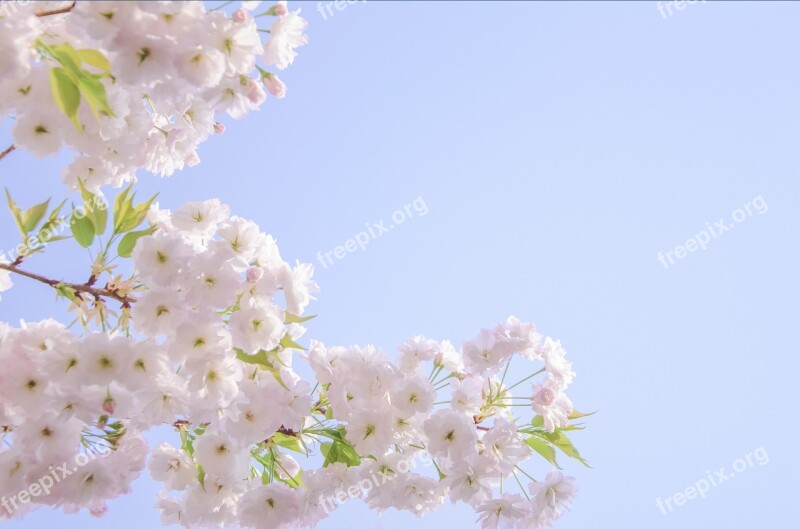 Cherry Blossom Pink Spring Beautiful Outdoor