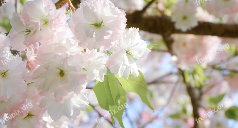 Cherry Blossom Pink Spring Beautiful Outdoor