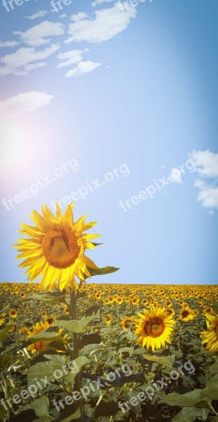 Sunflower Field Sky Nature Sunflower Field