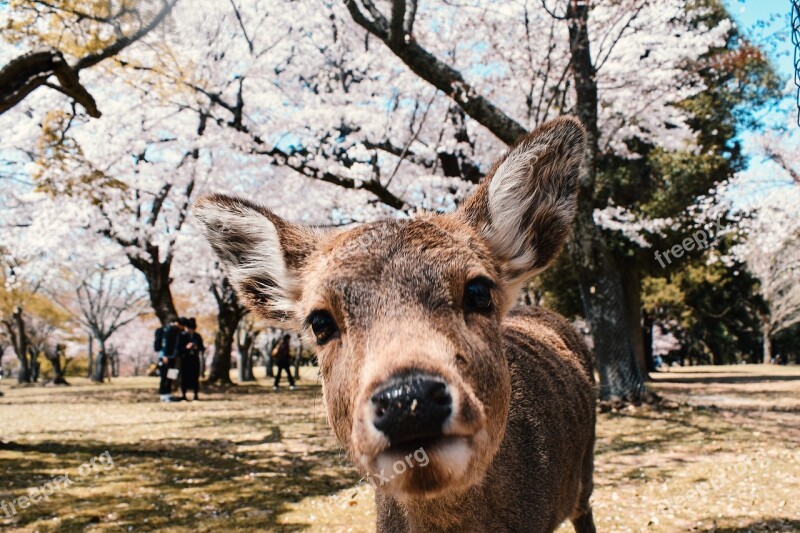 Nara Japan Spring Deer Blossom