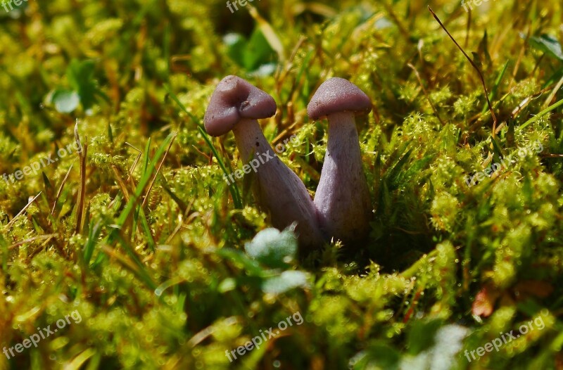 Mushrooms Moss Nature Small Mushroom Free Photos