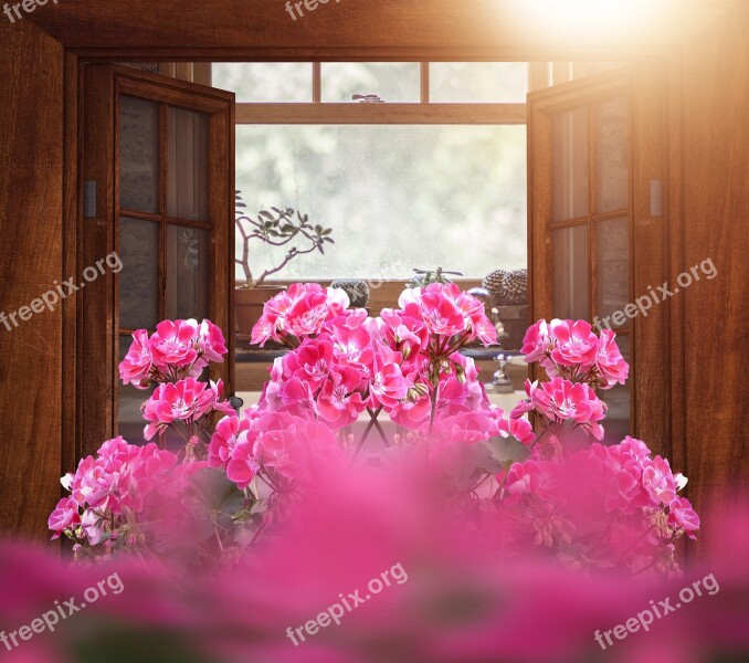 Window Flowers Pink Window Flower Free Photos