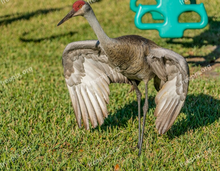 Sand Hill Crane Endangered Nature Tropical Wildlife