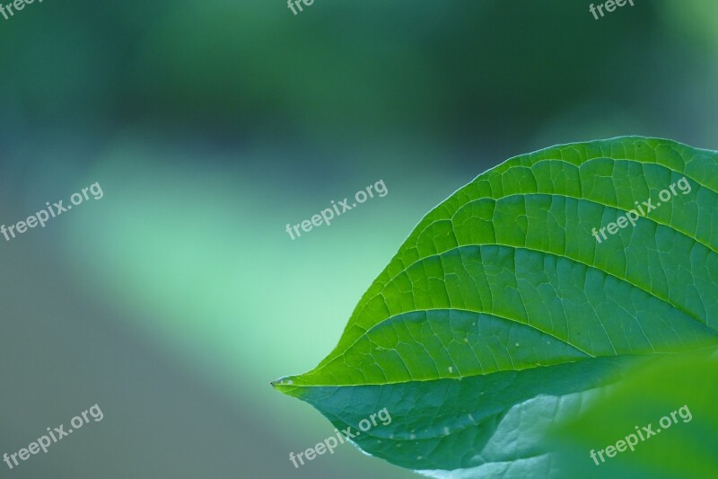 Leaf Nature Green Plant Background