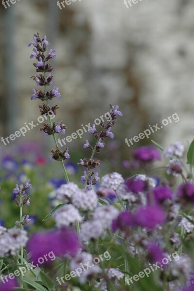 Flower Color Lavender Flowers Plants