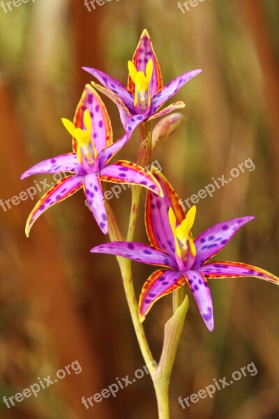 Three Heads Queen Of Sheba Thelymitra Variegata Orchid Wildflowers