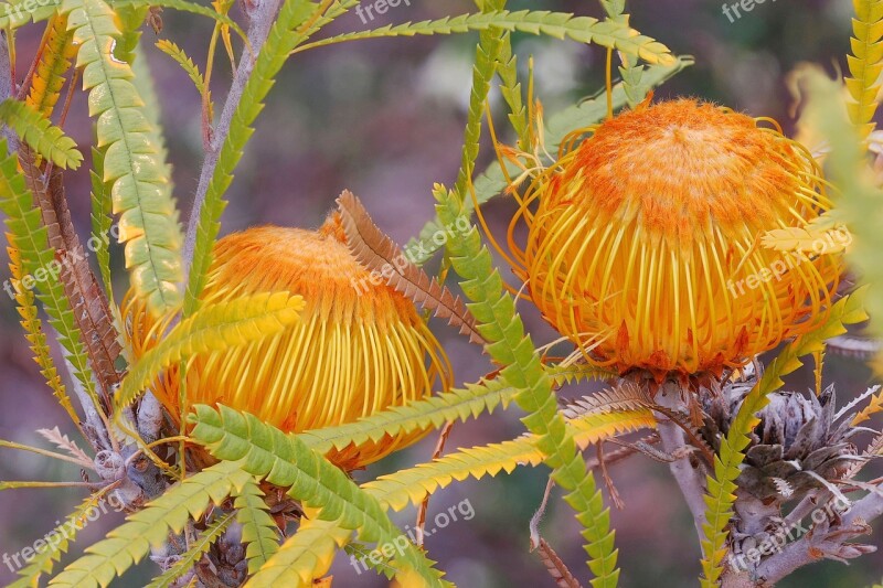 Dryandra Formosa Protoeaceae Focus Stack Western Australia Wildflowers