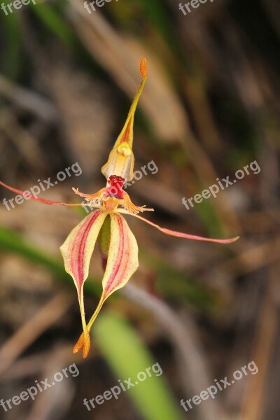 Stirling Ranges Crab-lipped Orchid Orchids Wildflowers Western Australia