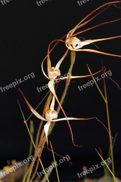 Western Wispy Spider Orchid Orchids Wildflowers Western Australia Free Photos