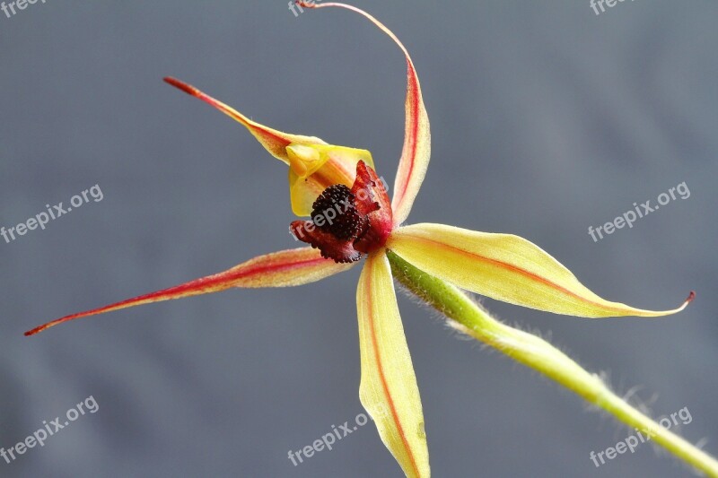 Kojonup Leaping Spider Orchid Caladenia Macrostylis Orchids Wildflowers