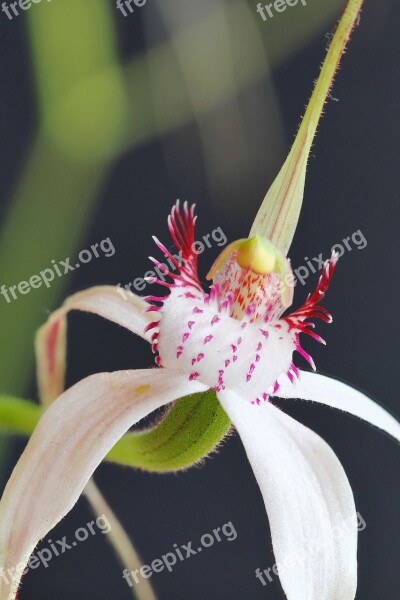 Kojonup Christine's Spider Orchid Focus Stack Orchids Wildflowers