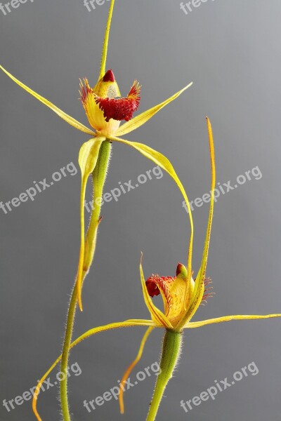 Caladenia Procera Carbunup King Spider Focus Stack Orchids Wildflowers