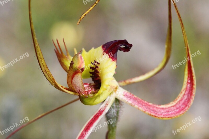 Butterfly Orchid Orchids Wildflowers Western Australia Free Photos