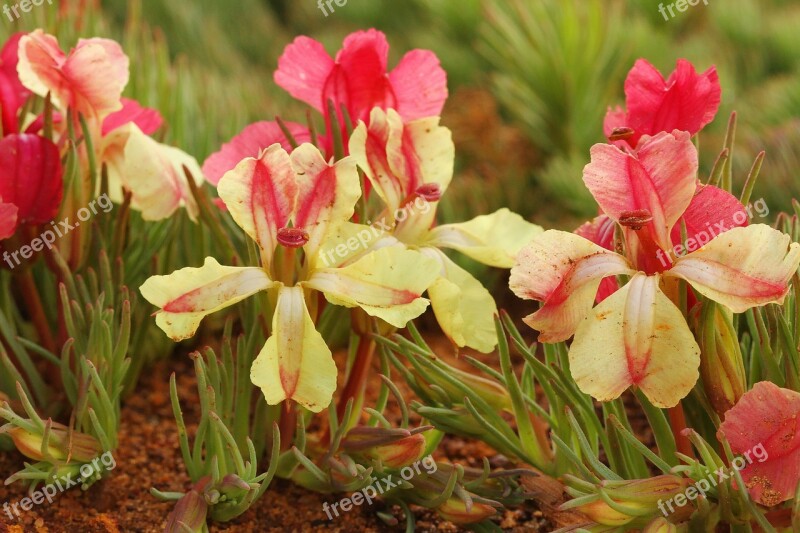 Wreath Flower Leschenaultia Macrantha Wildflowers Western Australia Free Photos