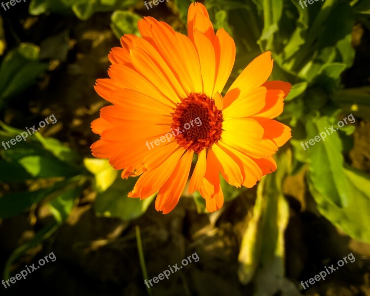 Flowers Nature Blossom Summer Spring