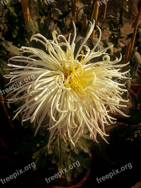 Flower Nature Blossom Summer Spring