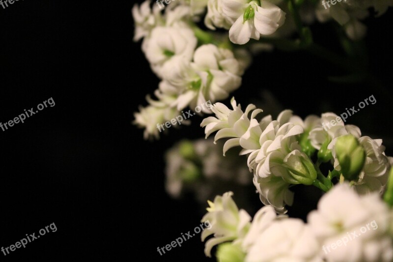 Kalanchoe Blossom Bloom Black Background White